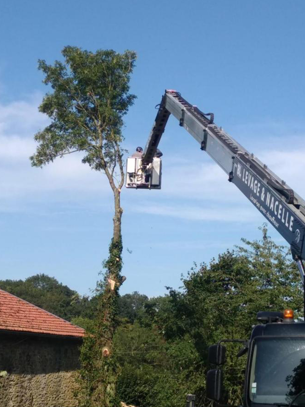 travaux d'elagage et abattage d'arbres